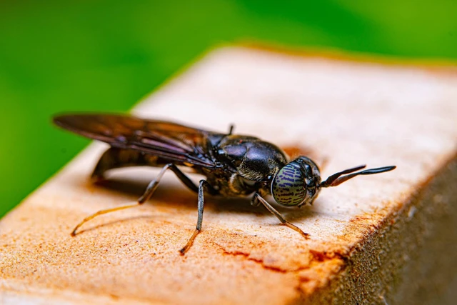 Kandang Maggot Cipaganti